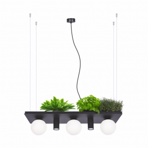 Zuma Line Plant Lampa wisząca kolor czarny metal/szkło, 5*E14/GU10 IP20 - 5555