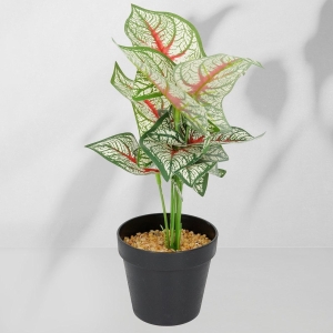 Roślina doniczkowa Kaladium 6403 35 cm EKKW2717 Eko-Light