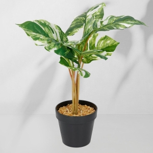 Roślina doniczkowa Monstera jasna 6407 46 cm EKKW2721 Eko-Light